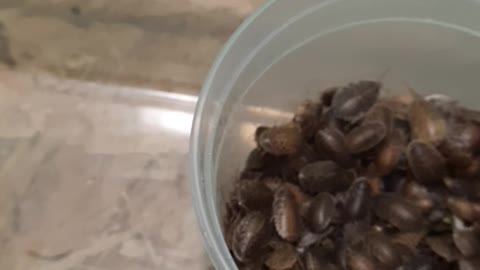 Medium Dubia Roach Small Sorting