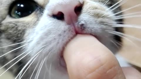Gray cat sucking on finger