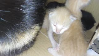 So cute, watch my kittens in their early days