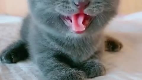 CUTE KITTY SO CUTE CAT