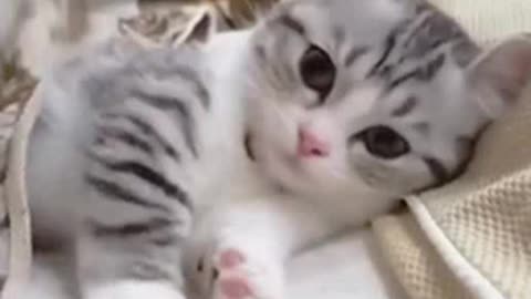 What a cutest kitten 😻😻❤️❤️