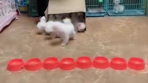 cute funny puppys