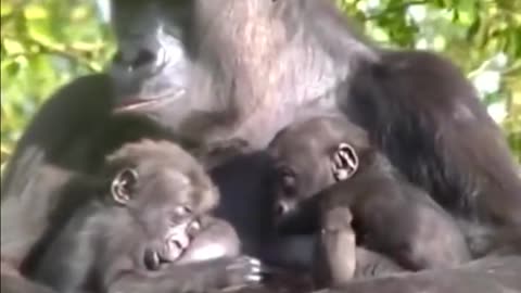 Gorilla and its child