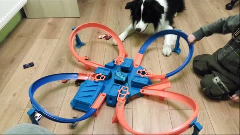 Border Collie is crazy about toy car track!