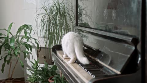 Cat and piano coool.