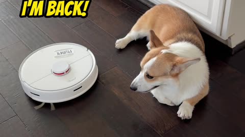 My Corgi taking advantage of his little brother! But it backfires! 🤣🐶❤️