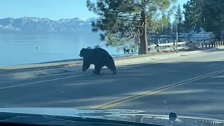 Black Bear Heads for the Lake