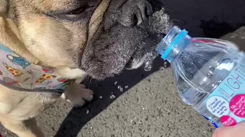 Frenchie stops for a H2O break