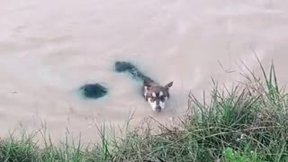 Dog Helps Human to Shore