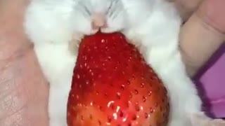 How a mouse eat strawberry