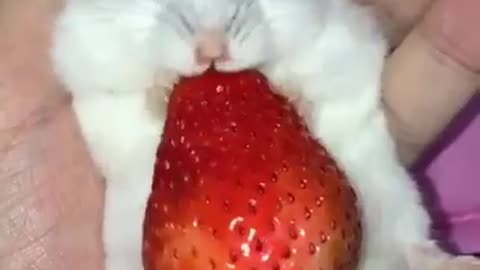 How a mouse eat strawberry