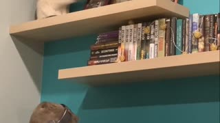 Cheeky Kitty Clears Shelf