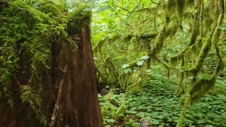 Nature walk at Camp 18