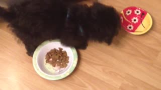 Cachorro confundido no sabe cómo funciona el bowl de comida