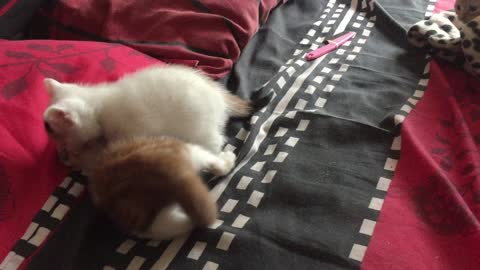 Two Small Kittens Kitty Playfighting