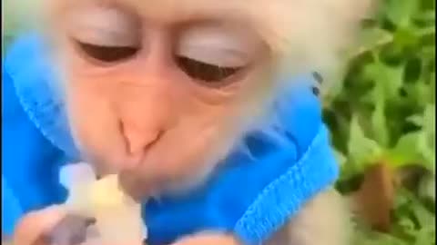 Monkey Eating Food