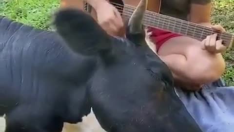 The cow listens attentively as the girl sings to the guitar