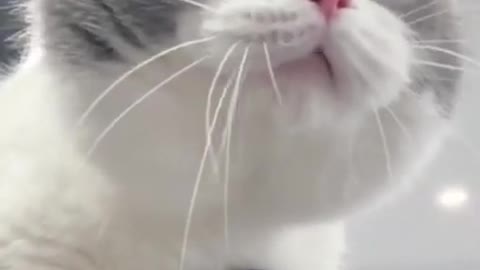 Cat making Funny Sound