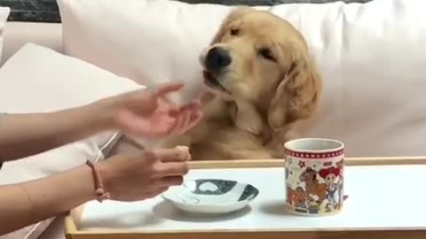 Super spoiled doggy gets breakfast in bed