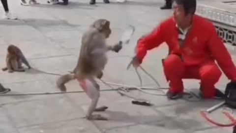 Monkey attacks its owner but watch the end
