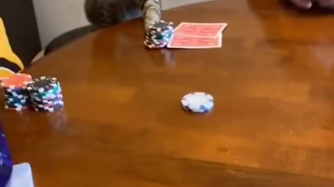 My cat likes to play betting