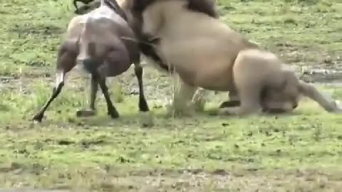 A lion intercept passing the wildebeest group, is too much