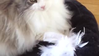 Cat attacks feather boa