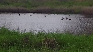 Família de marrecos nadando na represa