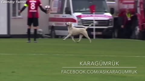 Canine Interruption_ How a dog disrupted a football game