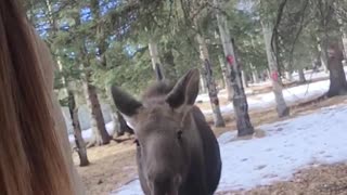 Raised Rescued Moose Still Follows Around Human Mom