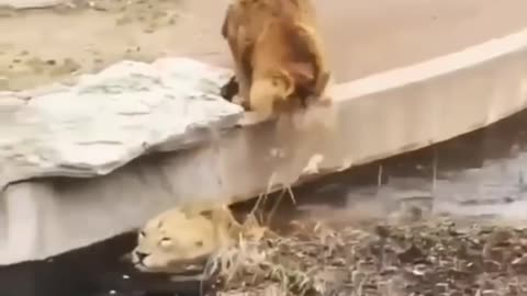 New Two 🦁 (Lion animal funny video#2021