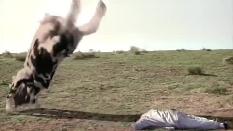 Cow fight with human Fung Fu milk fire shot