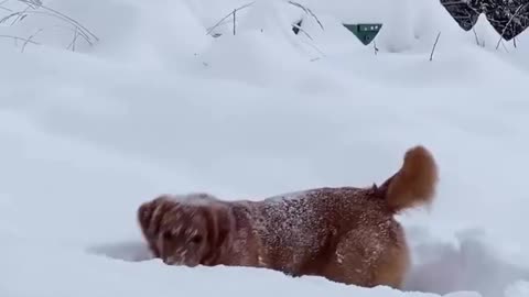 Excited pup loves playing in the snow