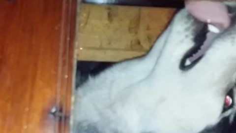 Husky tries to bite glass window