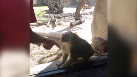 Baboon Is Amazed By Man's Magic Trick HAHAHA