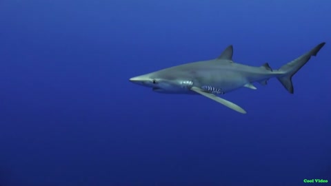 Blue shark in natural conditions