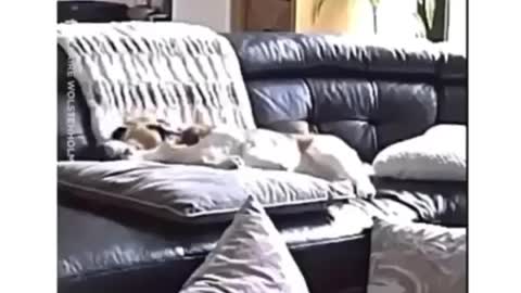 Dog has most dramatic reaction to dropping toy