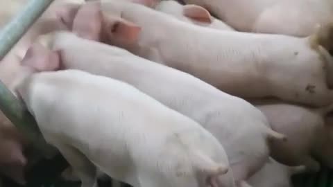 Cute piglet war