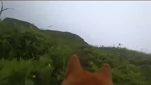 Put action camera to my Shiba Iny | Sakhalin island