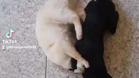 black cat vs white cat ufc