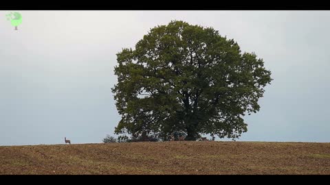 deer running on dry field hd