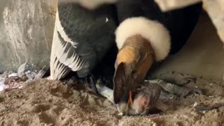 Video: Nace primer cóndor en Aviario Nacional