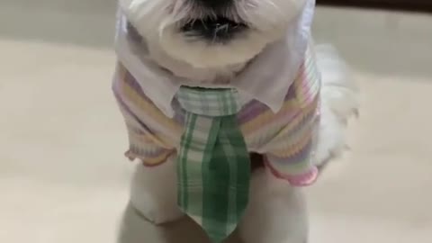 cute puppy chooses his outfit for the day