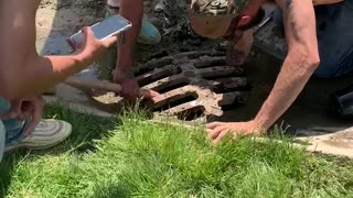 Ducklings Rescued and Reunited with Mama Duck