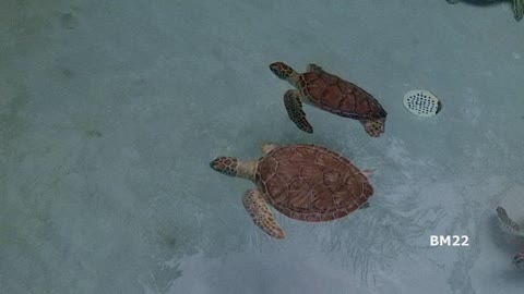 Baby Sea Turtles In Mexico