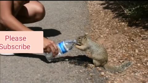 Squirrel thirsty for water 🥺🥺❤🥰