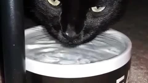 This cat is a messy drinker