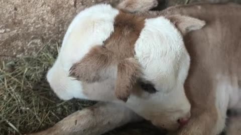 Two headed Cow