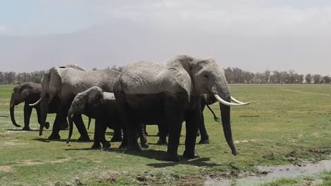 Herd of African Elephants Trumpet on motion