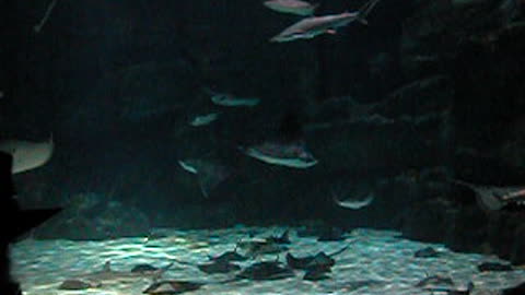 Stingrays at Ripley's Aquarium South Carolina